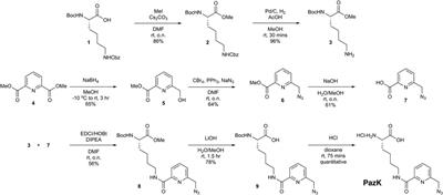 A Genetically Encoded Picolyl Azide for Improved Live Cell Copper Click Labeling